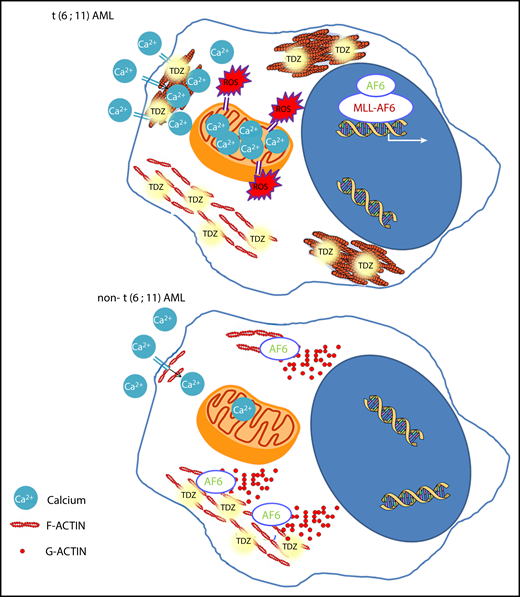 TDZ-induced effects. In t(6;11)AML cells, where AF6 is sequestered in the nucleus, TDZ binds S100A8-A9-ANXA6, impairing actin turnover, promoting F-actin aggregates, and ultimately leading to massive Ca2+ influx, which in turn promotes ROS overproduction and mitochondrial depolarization, triggering cell death. Conversely, in non-t(6;11)AML cells, TDZ still binds S100A8-A9-ANXA6, but the functional cytoplasmic AF6 counteracts its action, inducing milder cytoskeletal rearrangement and Ca2+ influx, eliciting reversible effects.