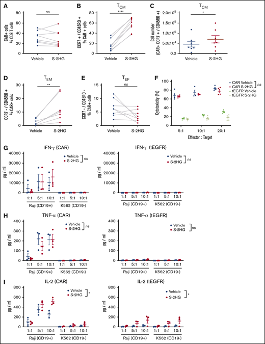 In vitro assessment of S-2HG–treated CAR-T cells. (A) Naive CD8 T cells were isolated, activated, and transduced with an anti-CD19-CAR (4-1BB) lentiviral construct on day 1. After activation, cells were treated with vehicle (H2O) or S-2HG (0.4 mM) from days 4 to 15 and analyzed at day 15 by flow cytometry. Proportion of live CD8 CAR+ cells is shown (n = 8 donors, 4 independent experiments). Paired 2-tailed Student t test was used. (B-C) Naive CD8 T cells were isolated, activated, and transduced with an anti-CD19-CAR (4-1BB) lentiviral construct on day 1. After activation, cells were treated with vehicle (H2O) or S-2HG (0.4 mM) from days 4 to 15 and analyzed at day 15 by flow cytometry. (B) Proportion of live CD8 CAR+ TCM (CCR7+/CD45RO+) cells (n = 8 donors, 4 independent experiments). (C) The total cell number of live CD8 CAR+ TCM (CCR7+/CD45RO+) cells (n = 7 donors, 3 independent experiments; mean ± SEM). Paired 2-tailed Student t test was used. (D-E) Naive CD8 T cells were isolated, activated, and transduced with an anti-CD19-CAR (4-1BB) lentiviral construct on day 1. After activation, cells were treated with vehicle (H2O) or S-2HG (0.4 mM) from days 4 to 15 and analyzed at day 15 by flow cytometry. (D) Proportion of live CD8 CAR+ TEM (CCR7−/CD45RO+) cells. (E) Proportion of live CD8 CAR+ TEF (CCR7−/CD45RO−) cells. For both panels: n = 8 donors, 4 independent experiments; paired 2-tailed Student t test was used. (F) Activated naive CD8 T cells were transduced on day 1 with an anti-CD19-CAR (4-1BB) or with tEGFR (vector-control) lentiviral construct. Transduced cells were treated with vehicle (H2O) or S-2HG (0.4 mM) from days 4 to 12. On day 12, the transduced cells (total population) were cocultured with CD19+ Raji-GFP+ cells or CD19− K562 cells at an effector:target (E:T) ratio of 5:1, 10:1, and 20:1. After 24 hours, cells were analyzed by flow cytometry and cytotoxicity was quantified. Results shown are the mean ± SEM (n = 4 donors, 2 independent experiments). A 2-way ANOVA with the Tukey multiple comparison test was used; variance shown is treatment over dilution. (G-I) Activated naive CD8 T cells were transduced on day 1 with an anti-CD19-CAR (4-1BB) or with tEGFR (vector-control) lentiviral construct. Transduced cells were treated with vehicle (H2O) or S-2HG (0.4 mM) from days 4 to 12. On day 12, the transduced cells (total population) were cocultured with CD19+ Raji-GFP+ cells or CD19− K562 cells at an E:T ratio of 1:1, 5:1, and 10:1. After 6 hours, cytokine levels in the supernatant were quantified. IFN-γ levels (G), TNF-α levels (H), and IL-2 levels (I). For panels showing tEGFR (vector-control), the y-axis is set at the same values as the anti-CD19-CAR panels. Results shown are the mean ± SEM (n = 3 donors, 2 independent experiments). A 2-way ANOVA with the Sidak multiple comparisons test was used; variance shown is treatment over dilution. *P ≤ .05; **P ≤ .01; ****P ≤ .0001. ns, not significant.