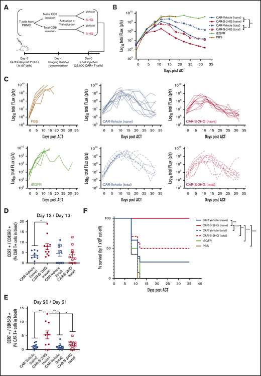 S-2HG–treated CAR-T cells show enhanced antitumor activity. (A) Schematic representation of the in vivo model and the different CAR-T populations used. NSG mice were injected IV with 1 × 106 Raji-GFP-LUC cells/mouse and 7 days after mice were treated with either anti-CD19-CAR-T cells or tEGFR (vector-control) T cells. Naive or total CD8 T cells were isolated from the same donor, activated, and transduced with the appropriate lentiviral construct. The anti-CD19-CAR (4-1BB) was used for CAR-T cells. After activation, cells were treated with vehicle (H2O) or S-2HG (0.4 mM) from days 4 to 15. The NSG mice received 2.5 × 104 CAR+ cells, or tEGFR cells or PBS. (B) Bioluminescence imaging of tumor growth of mice treated with the following conditions: CAR-Vehicle (naive); CAR-S-2HG (naive); CAR-Vehicle (total); CAR-S-2HG (total); tEGFR and PBS. The geometric mean is shown for each condition; n = 11 mice per condition for CAR-Vehicle (naive) and CAR-S-2HG (naive); n = 10 mice/condition for CAR-Vehicle (total) and CAR-S-2HG (total); n = 6 mice for tEGFR and n = 5 mice for PBS. Two independent experiments using CD8 T cells from 2 different donors. On the second experiment, the IVIS imaging on day 11 and day 32 was performed 1 day later. Statistical analysis was performed for the indicated groups by the Wilcoxon test in the log10 values. (C) Bioluminescence imaging of tumor growth for the individual mice per condition. Conditions shown: PBS; CAR-Vehicle (naive); CAR-S-2HG (naive); tEGFR; CAR-Vehicle (total); and CAR-S-2HG (total). Two independent experiments using CD8 T cells from 2 different donors. On the second experiment the IVIS imaging on day 11 and day 32 was performed 1 day later; n = 11 mice/condition for CAR-Vehicle (naive) and CAR-S-2HG (naive); n = 10 mice/condition for CAR-Vehicle (total) and CAR-S-2HG (total); n = 6 mice for tEGFR and n = 5 mice for PBS. (D-E) Percentage of human live CD8 CAR+ TCM (CCR7+/CD45RO+) cells in peripheral blood of mice 12/13 days post adoptive cell transfer (D), and 20/21 days post adoptive cell transfer (E). All conditions were compared with CAR-S-2HG (naive) with the unpaired Student t test; n = 10 to 11 mice/condition for CAR-Vehicle (naive) and CAR-S-2HG (naive); n = 10 mice/condition for CAR-Vehicle (total) and CAR-S-2HG (total), 2 independent experiments using CD8 T cells from 2 different donors. (F) Kaplan-Meier survival curve of Raji-GFP-LUC-bearing mice treated as in (A) and using a 1 × 109 total flux cutoff; n = 11 mice per condition for CAR-Vehicle (naive) and CAR-S-2HG (naive); n = 10 mice per condition for CAR-Vehicle (total) and CAR-S-2HG (total); n = 6 mice for tEGFR and n = 5 mice for PBS; 2 independent experiments using CD8 T cells from 2 different donors. Statistical analysis was performed using a log-rank Mantel-Cox test. For all panels: *P ≤ .05; **P ≤ .01; ***P ≤ .001; ****P ≤ .0001.