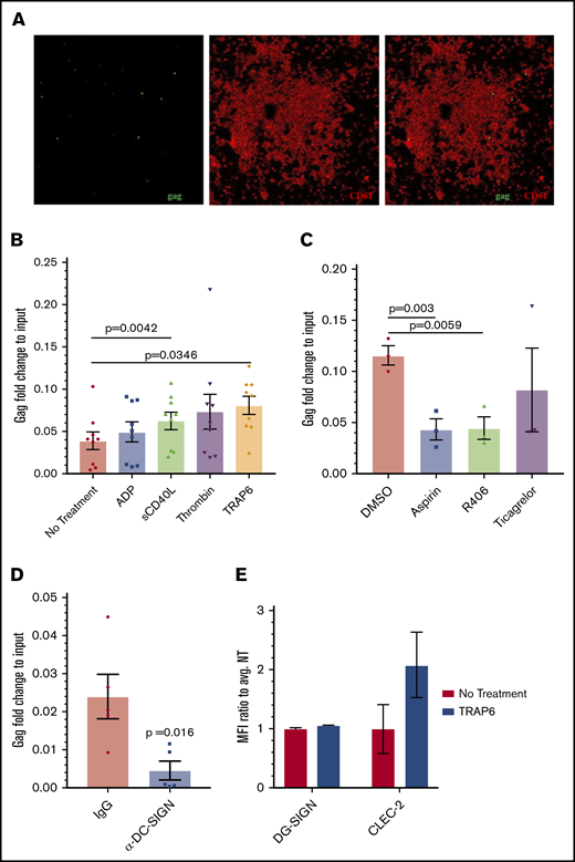 Effect of platelet activators on HIV-platelet interactions. (A) RNAscope probing for the HIV gag gene (green), followed by immunostaining for CD61 as a platelet marker (red) was also performed on these platelets. Images were taken using a confocal microscope (60× objective) and are representative of 2 independent trials. (B) Isolated platelets were treated with ADP (5 μM), sCD40L (1 μg/mL), thrombin (0.1 U/mL), or TRAP6 (10 μM) prior to the addition of HIV-1 BaL. Quantitative RT-PCR for HIV gag was performed and normalized to RNA extracted from the same viral stock. Data were analyzed by 1-way ANOVA. (C) Isolated platelets were treated with aspirin (10 μM), Syk inhibitor R406 (0.5 μM), ticagrelor (10 μΜ), or vehicle control prior to the addition of TRAP6 and HIV BaL-1; data were analyzed using 1-way ANOVA. (D) Platelets were treated with an IgG control or anti–DC-SIGN antibody prior to incubation with HIV-1 BaL. A ratio-paired Student t test was used to determine significance. (E) DC-SIGN and CLEC-2 expression was analyzed by flow cytometry. Mean fluorescence intensity (MFI) of DC-SIGN/CLEC-2 was measured on CD61-gated cells and normalized to the average MFI of the control.