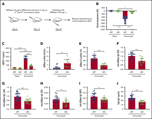 NFATC2-deficient mice are protected against the development of anti-ASNase antibodies and ASNase hypersensitivity. (A) Schematic representation of ASNase immunization and challenge protocol. (B) Immunized NFATC2-deficient (KO) mice are protected against developing hypothermia when challenged with ASNase. (C-E) KO mice have lower mMCP-1 levels (C), higher ASNase drug or activity levels (D), and fewer detectable ASNase immune complexes (ICs) (E) in plasma after the ASNase challenge. (F-J) Plasma antibody levels were assessed after immunization and KO mice developed lower anti-ASNase total immunoglobulin G (IgG) (F), anti-ASNase IgG1 (G), anti-ASNase IgE antibody responses (H-I), and total IgE (J) relative to WT mice. *P < .05; **P < .01; ****P < .0001. alum, aluminium hydroxide adjuvant; AUC, area under the curve; i.p., intraperitoneal; MFI, mean fluorescence intensity; OD, optical density.