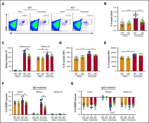 NFATC2-deficient mice have attenuated IgE-mediated anaphylaxis. (A-B) ASNase-immunized NFATC2 KO mice have fewer peripheral blood basophils than immunized WT mice. (C) Immunized KO mice have decreased basophil ASNase-specific recognition relative to WT mice, but no difference in the binding to ASNase ICs. (D) Basophil FcεRI expression increases after ASNase immunization but is lower in KO mice relative to controls. (E) Basophil FcγRIIB/RIII expression increases after ASNase immunization but is similar between WT and KO mice. (F-G) IgE- and IgG-mediated basophil activation is attenuated in KO mice compared with WT controls, but there is no difference in ASNase IC–induced basophil activation between WT and KO mice. **P < .01; ***P < .001; ****P < .0001.