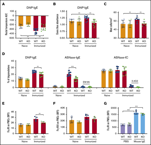 IgE-mediated PSA, PCA, and mast cell degranulation are attenuated in immunized NFATC2-deficient mice. (A) IgE-induced passive systemic anaphylaxis (PSA) is attenuated in NFATC2 KO mice. (B-C) Similarly, anti-DNP IgE-mediated passive cutaneous anaphylaxis (PCA) is attenuated in KO mice (B) and leads to fewer mast cells in the ear pinnae of mice (C). (D) IgE- but not IC-mediated ex vivo mast cell degranulation is attenuated in KO mice. (E) FcεRI expression on peritoneal mast cells (PMCs) is decreased by NATC2 deficiency. (F) FcγRIIB/RIII expression of PMCs is similar in WT and KO mice. (G) PMC FcεRI expression is induced by IgE to a similar extent in WT and KO mice. **P < .01; ***P < .001.