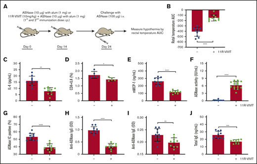 Pharmacological inhibition of NFAT rescues ASNase-induced immune responses. (A) Schematic representation of ASNase immunization, 11R-VIVIT treatment, and the ASNase challenge protocol. (B) Immunized WT mice treated with 11R-VIVIT (10 mg/kg) are protected against developing hypothermia when challenged with ASNase. (C-D) 11R-VIVIT–treated mice have lower levels of IL-4 plasma levels and CD4+IL-4+ T-cell frequency. (E-J) Furthermore, 11R-VIVIT–treated mice had lower plasma mMCP-1 (E), higher ASNase drug levels (F), fewer detectable ASNase ICs (G), and lower anti-ASNase IgG/IgE and total IgE levels relative to controls (H-J). *P < .05; **P < .01; ****P < .0001.
