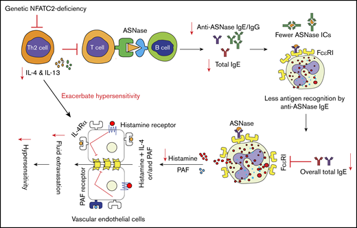 Schematic representation of NFATC2 contributions to the severity of anaphylaxis. NFATC2 deficiency leads to an attenuated Th2 response, resulting in less secretion of IL-4 and other Th2 cytokines. This attenuated cytokine response leads to lower antibody levels, and the decrease in total IgE reduces the FcεRI expression on basophils and mast cells. The decreased FcεRI expression and lower plasma IgE level lead to less cell-associated IgE and decreased basophil/mast cell degranulation upon antigen exposure. Similarly, the decrease in anti-ASNase IgG antibodies results in fewer ASNase ICs upon antigen exposure and decreased IgG/FcγRIII-mediated anaphylaxis. Furthermore, the decrease in IL-4 secretion caused by NFATC2 deficiency limits the severity of histamine-induced anaphylaxis. PAF, platelet-activating factor.