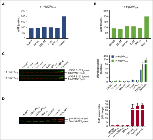 12-LOX–derived DPAn-6oxylipins, 11-HpDPAn-6and 14-HpDPAn-6, do not impinge on the Gαssignaling pathway in platelets. Washed human platelets were treated with increasing concentrations of 11-HpDPAn-6 (A) or 14-HpDPAn-6 (B), along with DPAn-6 (10 μM) or iloprost (1 μM) for 1 minute in the presence of IBMX (10 μM) (n = 2). (C) Human platelets (n = 5) were treated with dimethyl sulfoxide (DMSO), increasing concentrations of 11-HpDPAn-6 or 14-HpDPAn-6, DPAn-6 (10 μM), 12(S)-HETrE (25 μM), or forskolin (1 μM) for 1 minute and immediately lysed, resolved on SDS-PAGE gel, and immunoblotted for VASP phosphorylation at S157 or total VASP proteins. Data are means ± SEM. (D) Mouse platelets (n = 3) were treated with DMSO, 11-HpDPAn-6 (1 μM), 14-HpDPAn-6 (1 μM), DPAn-6 (10 μM), 12(S)-HETrE (25 μM), forskolin (1 μM), or PAPA NONOate (5 μM) for 1 minute and immediately lysed, resolved on SDS-PAGE gel, and immunoblotted for VASP phosphorylation at S239 or total VASP proteins. Data are means ± SD. VASP phosphorylation levels were normalized to total VASP and DMSO control level to estimate the fold change.