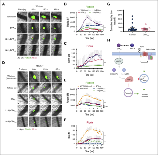 DPAn-6and its oxylipins, 11-HpDPAn-6and 14-HpDPAn-6, impair in vivo thrombus formation in laser-induced cremaster arteriole thrombosis models. (A) Representative images of platelet accumulation (green) and fibrin formation (red) in growing thrombi in cremaster arterioles in WT control treated with vehicle control (ctrl), DPAn-6, 11-HpDPAn-6, or 14-HpDPAn-6. Time after vascular injury is indicated above (n = 3 mice, 10-12 thrombi per mouse). Scale bars, 10 μm. (B) Dynamics of platelet accumulation in thrombi analyzed by change in fluorescent intensity following injury. (C) Dynamics of fibrin formation within thrombi analyzed by change in fluorescent intensity following injury. (D) Representative images of platelet accumulation (green) and fibrin formation (red) in growing thrombi in cremaster arterioles in PPARα−/− mice treated with vehicle control (ctrl), DPAn-6, 11-HpDPAn-6, or 14-HpDPAn-6. Time after vascular injury is indicated above (n = 3 mice, 10-12 thrombi per mouse). (E) Dynamics of platelet accumulation in thrombi in PPARα−/− mice analyzed by change in fluorescent intensity. (F) Dynamics of fibrin formation in thrombi in PPARα−/− mice analyzed by change in fluorescent intensity following injury. (G) Mean tail bleeding of control mice (n = 24) or mice treated with DPAn-6 (n = 17) is denoted by the horizontal line. (H) The proposed model of DPAn-6 12-LOX oxylipins’ inhibitory effect on platelet activation. DPAn-6 12-LOX oxylipins derived from the elongation of DGLA into the bioactive lipids 11-HpDPAn-6 and 14-HpDPAn-6. DPAn-6 oxylipins regulate platelet function through activation of PPARα, which leads to inhibition of dense and α-granule release, calcium mobilization, and platelet reactivity in response to G protein–coupled receptor–based or immunoreceptor tyrosine-based activation motif–mediated platelet activation. Data are means ± SEM. ****P < .0001, 2-way ANOVA.