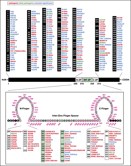 Human GATA2 coding mutations. GATA2 mutations that are designated “pathogenic,” “likely pathogenic,” and “uncertain significance” and their corresponding protein sequences. Top, GATA2 protein sequence depicting mutations external to the zinc finger domain. Bottom, enlargement of GATA2 zinc finger domain illustrating amino acids affected by mutations. Reported mutations are indicated in pink. N-ZF, N-finger; INT-ZF, inter-zinc finger spacer; C-ZF, C-finger. N- and C-fingers are also referred to as Zf1 and Zf2, respectively.