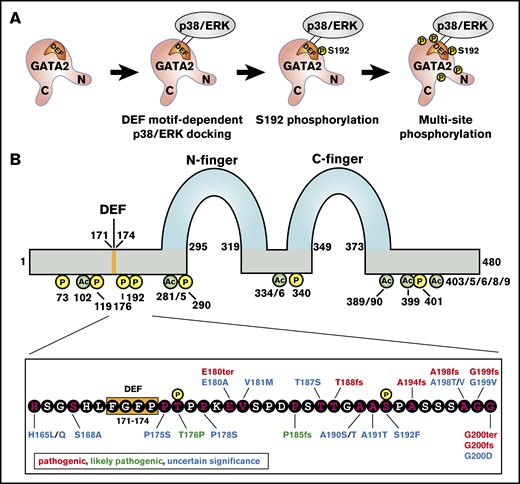 Relationship of human clinical genetic mutations and GATA2 posttranslational modification sites. (A) Multisite GATA2 phosphorylation model. Extracellular signal–regulated kinase (ERK)/p38α docks on the GATA2 DEF motif, S192 is phosphorylated, and other serine residues (S73, S119, S290, and S340) are phosphorylated subsequently. (B) Top, GATA2 protein structure. N- and C-zinc fingers, DEF motif, phosphorylated residues, and acetylated residues are indicated. Bottom, amino acid sequence from 165 aa to 200 aa of GATA2 protein. Phosphorylated residues, DEF motif, and mutations reported by ClinVar/ClinGen are indicated.