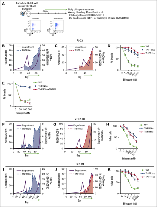 TNFR1 and TNFR2 are required for birinapant response. (A) Schematic diagram of CRISPR in vivo selection. Total engraftment (purple) and TNFR2ko BFP-positive (B) or TNFR1ko mCherry-positive (C) cells over the total engraftment for R-03 PDX cells. Data are representative of 3 mice per experiment. (D) In vitro birinapant response of WT, TNFR2ko, and TNFR1ko R-03 cells treated for 48 hours. (E) In vitro birinapant response after reconstitution of TNFR2 expression in TNFR2ko ALL cells. The same experiments were performed for PDX samples VHR-10 (E-H) and SR-13 (G-J), with 1 mouse per experiment (E-F,H-I). In vitro data (D,H,K) are derived from 3 independent experiments in triplicates; data are mean ± SEM. R, relapse.