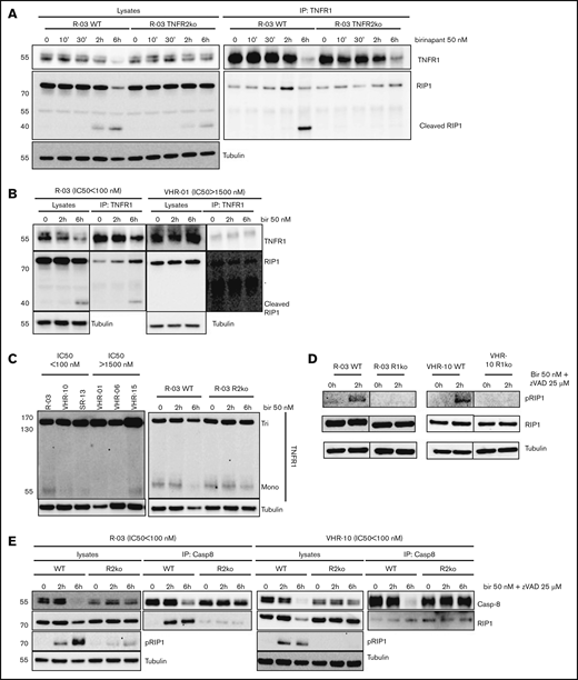 TNFR2 promotes recruitment of RIP1 to TNFR1. (A) Endogenous TNFR1 immunoprecipitation (IP) in WT and TNFR2ko R-03 (responder) PDX cells treated with birinapant, as indicated. (B) Lysates and TNFR1 immunoprecipitation of sensitive (R-03, IC50 < 100 nM) and resistant (VHR-01, IC50 > 1000 nM) ALL. (C) WB in nonreducing nondenaturing conditions for TNFR1 monomers (mono), dimers, and trimers (Tri) in responder and nonresponder PDX (left panel), and WT and TNFR2ko R-03 PDX cells (right panel) treated as indicated. (D) Analysis of RIP1 phosphorylation at serine-166 (pRIP1) in WT and TNFR1ko ALL samples. (E) Lysates and caspase-8 (Casp8) IP (ripoptosome) for WT and TNFR2ko (R2ko) R-03 and VHR-10 PDX cells treated with birinapant, as indicated. Data are representative of 3 independent experiments. Bir/bir, birinapant; 10′, 10 minutes; 30′, 30 minutes.