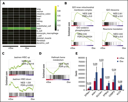 Analysis of gene expression by RNA sequencing. (A) Heatmap showing gene regulatory network enrichment scores as analyzed by CellNet29 for FANCA-expressing (Dox) and FANCA-deficient (No dox) hematopoietic cells from day 8 EHT culture. Individual profiles for each of 3 biologic replicates from both cell types are shown. (B) GSEA was used to query the Molecular Signatures Database,30 and relevant terms enriched in FANCA-expressing cells relative to FANCA-deficient cells are presented. In all GSEA analyses, a preranked transcript list was used that was compiled from 3 biologic replicates of sequencing for both FANCA-expressing and FANCA-deficient hematopoietic cells. (C) GSEA was used to query gene sets enriched in human umbilical cord blood HSCs relative to non-HSCs.33 (D) GSEA was used to query the Molecular Signatures Database, and terms enriched in FANCA-deficient cells relative to FANCA-expressing cells are presented. (E) Expression of erythroid genes in FANCA-expressing vs FANCA-deficient hematopoietic cells (analysis with a Student t test, n = 3 biologic replicates, results presented as mean ± standard deviation; P values are shown).
