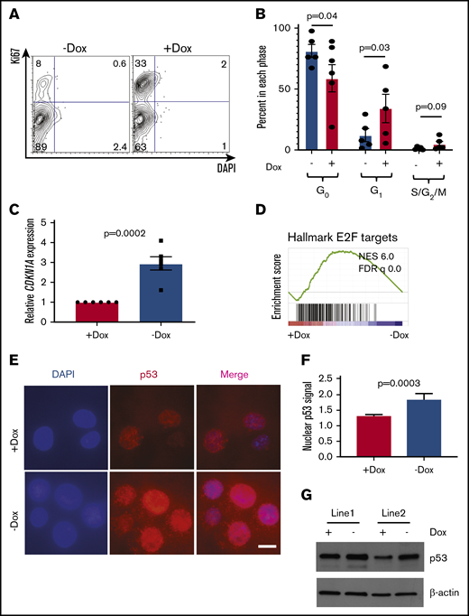 Cell cycle and apoptosis analysis in FANCA-expressing and -deficient IPSC-derived hematopoietic cells. (A-B) HPCs were isolated after the completion of EHT culture, at which time they were isolated and stained with DAPI and Ki67 to quantify the cell cycle. The percentage of cells in each phase of the cell cycle was quantified (n = 5 biologic replicates; each phase analyzed by a paired Student t test, results are presented as mean ± SEM). (C) Expression level of the CDKN1A transcript was measured by quantitative PCR and expression normalized to β-actin mRNA. Expression was compared by Student t test with 6 biologic replicates. (D) GSEA analysis of RNA sequencing data. (E-F) Subcellular localization of p53 was analyzed by immunofluorescence staining and nuclear fluorescence signal quantified normalized to DAPI signal (scale bar, 10 μm; results aggregated from 3 biologic replicates, compared by a Student t test, results presented as mean ± SEM; n = 240 Dox cells and 111 No dox cells quantified). (G) p53 protein was measured in day 8 EHT HPCs from 2 independent cell lines under the indicated conditions.