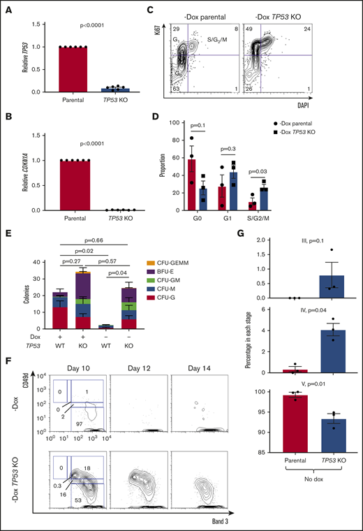 Disabling p53 rescues clonogenesis and slows differentiation in FANCA-deficient cells. (A-B) The indicated human IPSC lines were exposed to 1-Gy ionizing radiation, and expression of TP53 and CDKN1A was analyzed 4 hours later by quantitative PCR. Results are aggregated from 2 independent experiments and analyzed by a Student t test. (C-D) FANCA-deficient HPCs generated in the absence of doxycycline with or without TP53 disruption were stained for Ki67 and DAPI to analyze cell cycle status. Results are aggregated from 3 parental IPSC lines and compiled over 2 independent experiments and analyzed by a Student t test. (E) The indicated HPCs isolated at day 8 of EHT were plated in methylcellulose in the presence of hematopoietic cytokines (10 000 cells/assay), and 14 days later colonies were scored (n = 4 biologic replicates over 3 independent experiments, and total colony numbers were compared by a Student t test, results are presented as mean ± SEM for each aggregated colony type). (F-G) The indicated cell lines were cultured under pro-erythroid differentiation conditions and analyzed by flow cytometry at the indicated time points. CD49d/Band 3 plots are from the GLYA+ population of the differentiating culture. Results are aggregated over 3 independent experiments and compared by a Student t test.