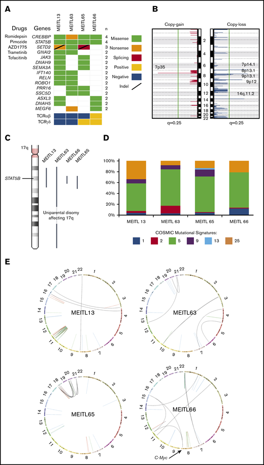 The whole-genome–wide landscape of MEITL. (A) Oncoplot of recurrent somatic short-variant mutations detected in 4 MEITL tumors. Accompanying compounds that can target the corresponding gene mutations are labeled to the left of the oncoplot. (B) Recurrent somatic copy number alteration across the 4 MEITL using WGS data: copy-gain (left) and copy-loss (right) events. The vertical green line denotes the q = 0.25 (adjusted P value) cutoff for significant copy number events. (C) 17q arm-wide shows that large-scale, copy-neutral, loss-of-heterozygosity alterations were present and affected the STAT5B loci in all our MEITLs. (D) The 100% stacked bar plots comparing the proportions of known COSMIC (Catalogue of Somatic Mutations in Cancer) mutational signatures within each MEITL tumor. The denoted mutational signature numbers are as described at https://cancer.sanger.ac.uk/cosmic/signatures. (E) Circos (http://mkweb.bcgsc.ca/circos) plots depicting the structural rearrangements as links for each WGS sample. Links are colored differently for each type of structural rearrangement: red for duplications, blue for deletions, green for inversions, and black for interchromosomal translocations.