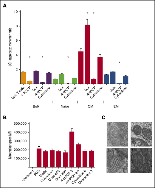 Mitochondrial integrity after chemotherapy exposure. (A) T cells either in bulk or sorted into 3 subsets (naive, CM, or EM) were exposed to chemotherapy for 24 hours, recovered, and then the Δψ measured by JC1 dye. FCCP is used as a positive control to show ablation of mitochondrial potential in untreated T cells; unlabeled columns are no-treatment controls. Cyclophosphamide (4HPCP) ablates the membrane potential in all T-cell subsets. 4HPCP, cyclophosphamide at 2.5 μM; Cytarabine, cytarabine at 3 mM; Dox, doxorubicin at 400 nM. (B) There is no apparent change in mitochondrial biomass after chemotherapy exposure with the exception of more dye uptake in cyclophosphamide-exposed T cells. Doxo, doxorubicin. (C) Transmission electron microscopy (×75 000) of T cells reveals ultrastructural impact of cyclophosphamide. 1, T cells from a normal donor; 2, the same donor T cells exposed to cyclophosphamide for 24 hours; 3, T cells from a non-Hodgkin lymphoma patient prior to any chemotherapy; and 4, the same patient 2 weeks after cyclophosphamide-containing chemotherapy. The short and widened cristae are characteristic of cyclophosphamide exposure in vitro or in vivo. *P < .05. MFI, mean fluorescence intensity.