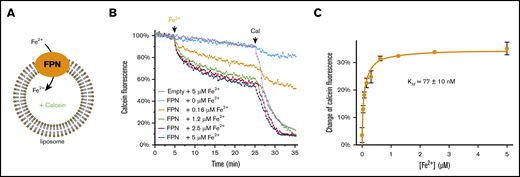 Purified human ferroportin (FPN) actively transports iron into liposomes. (A) Fluorescence-based assay of Fe2+ transport by FPN. The chemical gradient of Fe2+ drives the Fe2+ transport by FPN into the liposome. The Fe2+ influx is detected by the quenching of calcein fluorescence enclosed in the liposome. (B) Time-resolved FPN transport of Fe2+. The representative curves show the fluorescence quenching at different Fe2+ concentrations. Addition of Fe2+ and calcimycin (Cal) are indicated above the curves. The FPN-mediated Fe2+ transport is between 5 and 25 minutes and is saturated at high Fe2+ concentrations. Empty liposomes and FPN-containing liposomes with 0 μM Fe2+ are used as controls. (C) Michaelis-Menten curve of Fe2+ transport. The error bar of each data point is from duplicated experiments. Error of the apparent KM is calculated from the curve fitting of the duplicates by GraphPad Prism.