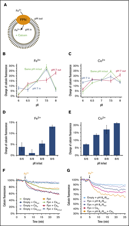 Proton gradients facilitate Fe2+and Co2+transport in the same direction. (A) Assay of the Fe2+ transport activity (same as in Figure 1) with the variations of pH inside and outside the liposome. (B) Comparison of the pH profiles of Fe2+ transport with and without proton gradients. The same pHs inside and outside the liposomes (green curve) show the pH dependence of ferroportin (FPN) activity without a proton gradient. The proton gradients across the membrane are generated by keeping pH 7 at inside (blue curve) or outside (red curve) the liposomes and varying the pHs at the other side. Fe2+ is provided at 10 μM concentration. (C) Comparison of the pH profiles of Co2+ transport with and without proton gradients. Co2+ is provided at 100 μM concentration. (D-E) Relative Fe2+ and Co2+ transport activities with proton gradients between pH 6 and pH 8. All error bars are standard deviations from 3 repeats. (F) Fe2+ transport activities with 5 mM Ca2+ inside and/or outside the liposomes. (G) Fe2+ transport activities with 5 mM Ca2+ inside and with proton gradients between pH 6 and pH 8.