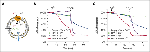 Human ferroportin (FPN) transports proton along the iron gradient. (A) Assay of proton transport based on the quenching of ACMA fluorescence. ACMA is provided from the outside to diffuse into the liposome22 (black arrow). After proton is bound, ACMA cannot diffuse out. To promote proton transport by FPN, 10 μM Fe2+ is provided at the outside to generate an influx gradient. The positive charge (blue sphere) introduced by Fe2+ and H+ influx is compensated for by K+ outflow through valinomycin (blue arrow). (B) Proton transport by FPN requires a Fe2+ gradient. Addition of Fe2+ at 5 minutes and CCCP at 25 minutes are indicated above the curves, and valinomycin (Val) is added at 0 minutes. (C) Proton transport by FPN in the presence of a Co2+ gradient. To generate an influx gradient, 100 μM Co2+ is provided from the outside of the liposome. Other experimental setups are the same as in panel B.