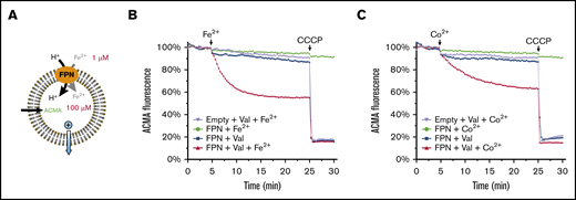 Human ferroportin (FPN) supports uphill active transport. (A) Assay of proton transport with an uphill Fe2+ gradient. The gradient is generated by enclosing 100 μM Fe2+ inside the liposome and providing 1 μM Fe2+ from the outside. The influx of Fe2+ and H+ is promoted by a charge gradient that is generated from the K+ outflow through valinomycin (Val; blue arrow). The assay of proton transport by the quenching of ACMA fluorescence is the same in Figure 4. (B) FPN transports protons against an uphill Fe2+ gradient. Addition of Fe2+ and CCCP are indicated above the curves. (C) FPN transports protons against an uphill Co2+ gradient, with 100 μM Co2+ enclosed inside the liposome and 1 μM Co2+ provided from the outside.