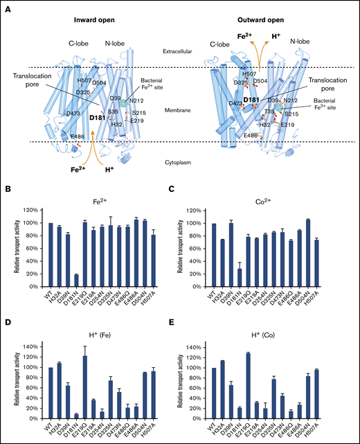 Iron and proton transport activities of ferroportin mutants. (A) Homology model of human ferroportin in inward-open (left) and outward-open (right) conformations. The models are generated by I-TASSER45 using the PDB code 5AYN and 5AYO. The iron-binding site in the bacterial homolog is shown in cyan sphere. (B-C) Relative Fe2+ and Co2+ transport activities of mutants. Experimental setups are the same as in Figure 1. (D-E) Relative proton transport activities of the mutants under a Fe2+ and Co2+ gradient. Experimental setups are the same as in Figure 4.