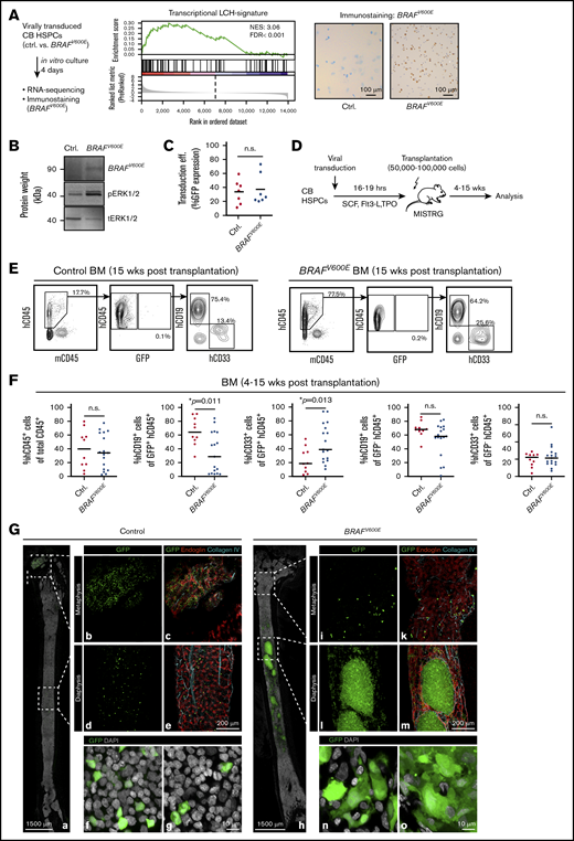 CB HSPCs expressing BRAFV600Eengraft MISTRG mice and form clusters with an inflammatory signature in the BM. (A) CB HSPCs were transduced with control or BRAFV600E virus, sorted according to GFP expression and to RNA sequencing and immunostaining with a specific anti-BRAFV600E antibody. (B) Western blot analysis showing expression of BRAFV600E in HeLa cells 5 days after transduction. Expression of BRAFV600E, phosphorylated Erk (pErk), and total expression of Erk (tErk) were evaluated using specific antibodies. (C) Transduction efficiency of CB HSPCs with control or BRAFV600E constructs determined by GFP expression level using flow cytometry at day 4 after transduction. (D) Schematic presentation of in vivo experimental procedure. (E) Representative BM FACS analysis of mice 5 weeks after transplantation with control-GFP or BRAFV600E-GFP transduced human CB HSPCs. FACS plots show frequency of hCD45+ (human) cells vs mCD45+ (mouse) cells (left panels) and percentage of GFP+ cells within hCD45+ cells (middle panels). Right panels represent expression of hCD19+ and hCD33+ cells among GFP+ cells. (F) Frequency of engrafted human hCD45+ cells, percentage of GFP+ cells among hCD45+ cells and percentage of hCD19+, hCD33+ among GFP+ cells in BM of adult MISTRG mice. Bars indicate mean values; n = 10 Ctrl, n = 17 BRAFV600E. (G) Representative BM images of MISTRG mice transplanted with control or BRAFV600E-transduced human CB HSPCs and analyzed 5 weeks later. Three-dimensional images of entire longitudinal femoral BM slices of mice transplanted with control (a-g) and BRAFV600E (h-o) CB HSPCs. Low-magnification panoramic views of marrow cavities (a,h) and enlarged, high-resolution images of metaphysis and diaphysis (b-g,i-o). Femoral slices were immuno-stained for collagen IV (turquoise) and endoglin (red). Green color represents GFP, indicating transduced human CB HSPC-derived cells. The distinct morphology of engrafted GFP+ cells in mice transplanted with control (f-g) or BRAFV600E (n-o) is shown (GFP = green, DAPI = white). Imaging depth for Figure 1G: a-e and h-m, 36 µm; f-g and n-o, 4 µm.