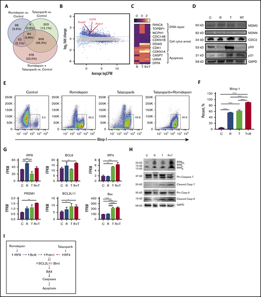 The synergistic effect of the combination of talazoparib with romidepsin is mediated via Blimp1. (A) Venn diagram. (B) Smear plot of transcriptional changes after talazoparib plus romidepsin demonstrates selected genes presented in all 3 groups. (C) The transcriptional changes in DNA repair, cell cycle arrest, and apoptosis pathways in MBL2 cells treated with talazoparib and romidepsin. (D) Western blots for expression of proteins MDM2, MDM4, CDC2, p53, p21, and G6PD from MBL2 cells without treatment (C) or treated with romidepsin (R), talazoparib (T), or romidepsin plus talazoparib (R+T). (E-F) The Blimp-1 expression after treatment. Representative flow (E) and statistical analysis (F). ****P < .001. (G) FPKM of IRF8, BCL6, IRF4, PRDM1, BCL2L11, and BAX after treatment with romidepsin (R), talazoparib (T), and romidepsin plus talazoparib (R+T). MBL2 cells without any treatment were used as controls (C). RNASeq. *P < .05, **P < .01, ***P < .001, ****P < .0001. (H) Corresponding western blots of proteins after treatment with romidepsin (R), talazoparib (T), and romidepsin plus talazoparib (R+T). (I) Proposed schema of activation of apoptosis during the combination therapy with romidepsin and talazoparib.