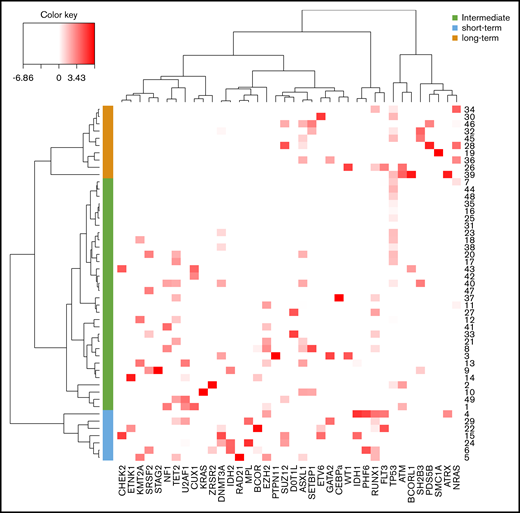Classification of post-PV/ET AML according to their mutational landscape. Heat map based on the Euclidean distance, displaying the VAF of additional mutations. Genes are listed on the x-axis, and each row corresponds to a patient. The color scale represents the scaled abundance of each variable and is proportional to the allele burden (darker red represents higher allele burden). Three groups were identified for short-term (blue), long-term (orange), and intermediate (green) transformation.