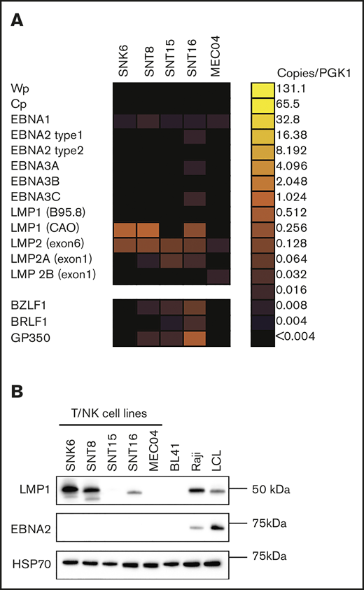 EBV displays a latency II gene-expression pattern in ENTKL- and CAEBV-derived cell lines. (A) Heatmap summary of EBV transcript levels to compare between the different cell lines. Data shown were normalized to the levels of PGK1 transcripts. (B) Expression levels of key viral proteins, LMP1 and EBNA2, at steady state were assessed by western blot analysis. Probing for HSP70 was used as a protein loading control and BL cell lines, BL41 and Raji, and a lymphoblastoid cell line (LCL) were included as controls. Representative blots are shown.