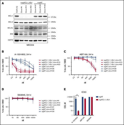 Loss of MCL-1 enhances killing of MEC04 cells by the BCL-XL inhibitor A-1331852 and sensitizes these cells to high doses of the BCL-2 inhibitor ABT199. (A) MEC04 cells stably expressing Cas9 were infected with doxycycline-inducible sgRNAs targeting either human MCL-1 (isgMCL-1_hEx1) or mouse Bcl2l11(Bim) (nontargeting control) (isgNT). Cells were single cell sorted by flow cytometry following doxycycline treatment and then examined for MCL-1 expression by western blot analysis. Dose-response curves generated from annexin V/PI assays following 24-hour treatment with A-1331852 (B), ABT199 (C), or S63845 (D) at the indicated concentrations. (E) IC50 values generated from dose-response curves were grouped by genotype and compared for each drug treatment. Data are presented as means ± SD of 3 independent experiments, each performed in triplicate (n = 3). Significance was determined by the unpaired Student t test and corrected for multiple comparisons using the Holm-Sidak method. **P < .001.