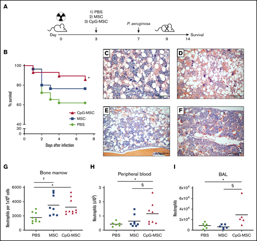 Improved survival and increased neutrophils in mice treated with CpG-MSCs in P aeruginosa pulmonary infection in the setting of radiation-associated bone marrow hypoplasia. (A) Schematic of experimental model. Mice were irradiated with 5 Gy on day 0. Three days later, mice received an injection of 1) PBS, 2) 5 × 105 MSCs, or 3) 5 × 105 CpG-MSCs. On day 7, the mice were infected intranasally with either 6 to 7 × 106 or 1 to 2 × 106 colony forming units of P aeruginosa and either monitored for 7 additional days for survival or euthanized 24 to 48 hours after infection for functional analyses, respectively. (B) Survival of male CD-1 mice (n = 30 per group) after irradiation with 5 Gy, injection with PBS (green filled circle), 5 × 105 MSC (blue filled square), or 5 × 105 MSC conditioned with CpG-MSC (red filled triangle) and infected with pulmonary P aeruginosa. Data are presented as Kaplan-Meier survival curves and analyzed by log-rank test. *Significant comparisons (CpG-MSC vs PBS, P = .048). Representative hematoxylin and eosin staining of femurs 9 days after irradiation with 5 Gy, (C) without infection vs (D-F) with P aeruginosa pulmonary infection and administration of (D) PBS, (E) 5 × 105 MSCs, or (F) 5 × 105 CpG-MSCs. Images were taken on a Nikon Eclipse 80i microscope using an AmScope 18MP USB 3.0 digital camera at 10× original magnification acquired on NIS-Elements BR 3.2 software and white-balanced in Fiji ImageJ. (G) Single cell suspensions were prepared from the bone marrow of irradiated mice administered PBS (n = 9, green filled circle), MSC (n = 8, blue filled square), or CpG-MSC (n = 10, red filled triangle) 48 hours after infection with P aeruginosa and cell populations were analyzed by cytometry by time of flight. Neutrophil numbers were assessed by analysis of variance (ANOVA), P = .007. *Significant comparisons by Bonferroni’s multiple comparisons test, PBS vs CpG-MSC, P = .029; †PBS vs MSC, P = .012. (H) Whole peripheral blood was collected 48 hours after infection in mice administered PBS (n = 6), MSC (n = 8), and CpG-MSC (n = 8), and total neutrophil and large unstained cell (immature granulocyte) counts were analyzed by Kruskal-Wallis, P = .025. *Significant comparisons by uncorrected Dunn’s post hoc test, PBS vs CpG-MSC, P = .016; §CpG-MSC vs MSC, P = .038. (I) Bronchoalveolar lavage (BAL) was obtained from mice administered PBS (n = 6), MSC (n = 6), or CpG-MSC (n = 5) 24 hours after infection with P aeruginosa and the number of neutrophils (GR-1 cells) analyzed by Kruskal-Wallis, P = .018. *Significant comparisons by Dunn’s post hoc test, PBS vs CpG-MSC, P = .044; §CpG-MSC vs MSC, P = .009.