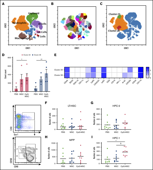 Cytometry by time of flight identifies 2 neutrophil clusters that are increased in mice that received CpG-MSCs compared with mice that received PBS; flow cytometry further identifies a CD150−CD48+ restricted progenitor population that is expanded in mice that received CpG-MSC. Single cell suspensions from the bone marrow of irradiated mice that received PBS (n = 4), MSC (n = 5), and CpG-MSC (n = 5) prepared 48 hours after infection with P aeruginosa were labeled with 33 immunophenotyping markers. (A) A tSNE plot of concatenated data from PBS, MSC, and CpG-MSC groups after equal sampling (10 000 events per file). Manual gating identified distinct clusters of Ly6G+ neutrophils (orange), TER-119+ erythroid cells (green), CD19+ B cells (purple), CD3+ T cells (red), NK cells (pink), and F4/80+ macrophages (brown). Cells not otherwise identified by immunophenotyping markers are represented in blue. (B) Forty-five clusters were identified using SPADE algorithm and overlaid on a tSNE plot of concatenated data. (C) Data were assessed by 2-way ANOVA, interaction P = .0002. 2 clusters, cluster 28 (red) and cluster 23 (green) were further identified as significantly different between PBS and CpG-MSC groups, but not PBS vs MSC, by post hoc multiple comparisons testing. (D) Event counts of the number of cells in cluster 23 (○, pink bars) and cluster 28 (▪, blue bars) in mice that received PBS, MSC, and CpG-MSC are shown. Post hoc analysis by Dunnett’s multiple comparison test was performed. *Significant comparisons, PBS vs CpG-MSC, cluster 23, P = .029); **PBS vs CpG-MSC, cluster 28, P = .003. (E) Log-transformed mean expression levels of select immunophenotyping markers (columns) by cluster number (rows) in clusters 23 and 28 from data concatenated from irradiated and infected mice given PBS (n = 4), MSC (n = 5), and CpG-MSC (n = 5). Flow cytometric analysis of primitive progenitors demonstrate no significant difference between mice given PBS (n = 8, green filled circle), MSC (n = 9, blue filled square), and CpG-MSC (n = 9, red filled triangle) by ANOVA in the numbers of (F) long-term hematopoietic stem cells (LT-HSC; Lin−Sca1+C-kit+CD150+CD48−) or (H) multipotent progenitors (MPP; Lin−Sca1+C-kit+CD150−CD48−) cells. (I) There was an increased number of Lin−Sca1+C-kit+CD150−CD48+ restricted progenitor cells (HPC-1) but not (G) Lin−Sca1+C-kit+CD150+CD48+ restricted progenitor cells (HPC-2) in mice that received CpG-MSC. Data were analyzed by ANOVA, P = .002. *Significant comparisons by Bonferroni’s multiple comparisons test, PBS vs CpG-MSC, P = .005; §CpG-MSC vs MSC, P = .010. tSNE, t-distributed stochastic neighbor embedding.