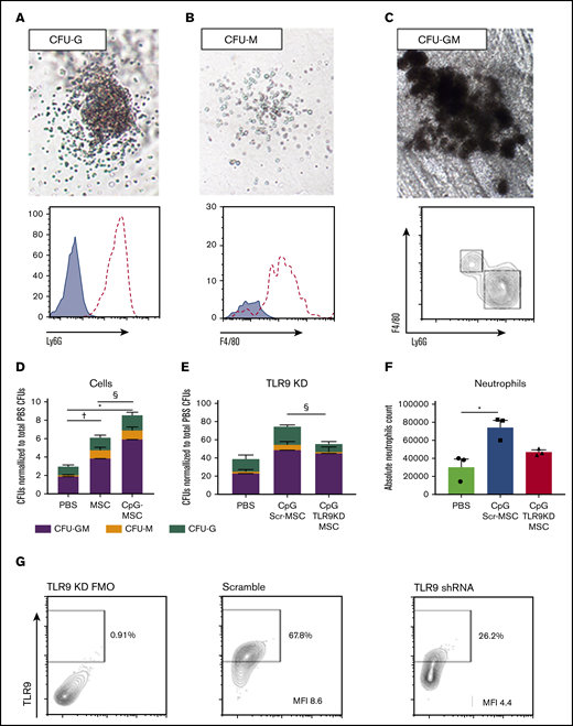 Irradiated mice given CpG-MSCs have greater myeloid differentiation and proliferation potential after infection compared with mice given MSC and PBS alone, an effect that is partially TLR9 dependent. Representative images of (A) CFU-G, (B) CFU-M, and (C) CFU-GM. Images were taken on a VWR Trinocular Inverted Microscope using an OMAX 18.0MP USB 3.0 digital camera at 4× original magnification acquired on ToupView software and cropped in Fiji ImageJ. Representative colonies were selected to confirm the presence of Ly6G+ neutrophils (dashed line) in CFU-Gs, F4/80+ macrophages (dashed line) in CFU-Ms compared to unstained controls (blue filled curve), and both Ly6G+ neutrophils and F4/80+ macrophages in CFU-GMs. (D) 1000 c-kit+ cells isolated from the bone marrow of irradiated mice administered PBS, MSC, or CpG-MSC (n = 3 per group) and infected with pulmonary P aeruginosa were seeded into methylcellulose media in triplicate. Cultures were grown for 9 days before blinded manual determination of CFU-GM (purple bars), CFU-M (orange bars), or CFU-G (green bars). Data were assessed by 2-way ANOVA; interaction P = .005. †Significant comparisons of CFU-GMs by Bonferroni’s multiple comparisons test, PBS vs MSC, P = .012; *PBS vs CpG-MSC, P < .0001; and §CpG-MSC vs MSC, P = .011. (E) CFU counts when irradiated and infected mice were given PBS, CpG-MSCs, or CpG TLR9KD-MSCs (n = 3 per group). Data were assessed by 2-way ANOVA; interaction P < .0001. §Significant comparison of CFU-Gs by Bonferroni’s multiple comparisons test, CpG Scr-MSC vs CpG TLR9KD MSC, P = .011. (F) Quantification of the total neutrophil count per plate after 9 days of growth from 1000 c-kit+ cells harvested from mice that received PBS (green bars), CpG Scr-MSCs (blue bars), or CpG TLR9KD-MSCs (red bars). Data were assessed by 2-way ANOVA; interaction P = .009. *Significant comparisons by Bonferroni’s multiple comparisons test, PBS vs CpG-MSCs, P = .010. (G) TLR9 protein expression by flow cytometry in fluorescence minus 1 (FMO) wild-type control, MSCs transduced with scramble shRNA (MFI 8.6) and MSCs transduced with TLR9 shRNA (MFI 4.4). Based on differences in MFI, there is ∼50% TLR9 protein knockdown in TLR9KD MSCs.