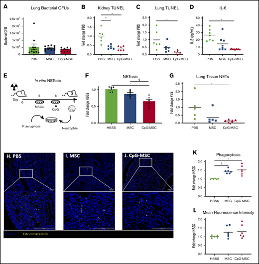 Irradiated mice that received CpG-MSCs have less organ damage after infection. (A) Irradiated mice given PBS, MSCs, or CpG-MSCs were euthanized 48 hours after P aeruginosa infection and the whole left lung was harvested for homogenization and quantification of organ bacterial CFU. There was no significant difference by Kruskal-Wallis in bacterial clearance between mice that received PBS (green bars), MSC (blue bars), or CpG-MSC (red bars) (n = 10 per group). TUNEL staining of (B) kidney (n = 6 per group) and (C) left lung (n = 6 per group), standardized to total tissue area, relative to TUNEL staining in mice that received PBS (fold change PBS). Organs were harvested 48 hours after P aeruginosa infection in mice that received PBS (green filled circle), MSC (blue filled square), or CpG-MSC (red filled triangle). Data were assessed by ANOVA, P = .0002 (kidneys), P = .009 (lung). *Significant comparisons by Bonferroni’s multiple comparisons test, PBS vs CpG-MSC, P = .0005 (kidneys), P = .008 (lungs); †PBS vs MSC, P = .001 (kidneys). (D) IL-6 Luminex on plasma samples (n = 7 PBS, n = 8 MSC, n = 9 CpG-MSC) obtained 48 hours after infection analyzed by Kruskal-Wallis, P = .0012. *Significant comparisons by Dunn’s multiple comparisons test, PBS vs CpG, P = .001. (E) Experimental design for the in vitro analysis of NET formation. Mice are irradiated with 5 Gy radiation on day 0. Two days before the assay, MSCs are plated. The following day, CpG-MSCs are stimulated with CpG (3 µg/mL) for 30 minutes. On the day of the assay, bone marrow neutrophils are harvested from irradiated mice by density centrifugation and added to MSCs, CpG-MSCs or media control with opsonized P aeruginosa. (F) Bone marrow-derived neutrophils from irradiated mice were cocultured with HBSS, MSC, or CpG-MSCs and P aeruginosa for 3 hours before assay by Sytox Green. Data were analyzed by pooled 1-way ANOVA (n = 6 per group), P = .0001. *Significant comparisons by Bonferroni’s multiple comparisons test, CpG-MSC vs HBSS, P = .0001; §CpG-MSC vs MSC, P = .009. Immunofluorescence for citrullinated H3 (yellow) was performed on lung tissue sections from irradiated and infected mice given (H) PBS, (I) MSCs, or (J) CpG-MSCs demonstrating (G) decreased citrullinated H3 staining in the lungs of mice given CpG-MSCs. Images were taken on a Nikon Eclipse 80i using an AmScope 18MP USB 3.0 digital camera at 20× and 40× original magnification acquired on NIS-Elements BR 3.2 software with DAPI and AlexaFluor 488 fluorochromes in Vectashield antifade mounting media (Vector); background was subtracted, and brightness/contrast were adjusted to whole channel images before merging the channels in Fiji ImageJ. Coculturing bone marrow-derived neutrophils from irradiated mice with MSCs and CpG-MSCs resulted in (K) more neutrophils phagocytosing at least 1 P aeruginosa. Data were analyzed by Brown-Forsythe ANOVA, P = .003. †Significant comparisons by Dunnett’s multiple comparisons test, PBS vs MSC, P = .001; *PBS vs CpG-MSC, P = .015. There was no significant difference in the (L) mean fluorescence intensity of phagocytosed P aeruginosa.