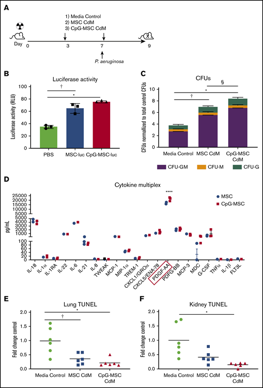 Increased myelopoiesis in response to infection is mediated by paracrine factors. (A) Schema of conditioned media experiments. Mice were irradiated (5 Gy) on day 0, followed by injection of 100 µL of CdM (dashed arrows) or media control on day 3. Mice were intranasally infected with P aeruginosa on day 7 and given a second dose of 100 µL CdM by tail vein 6 hours after infection. Mice were euthanized 9 days after irradiation for functional analysis. (B) Luciferase activity from 2 × 106 lysed bone marrow cells harvested from mice given PBS, MSC-luciferase (MSC-luc), and CpG-MSC-luciferase (CpG-MSC-luc) after 5 Gy radiation. Data were analyzed by ANOVA, P = .0001. †Significant comparisons by Bonferroni’s multiple comparisons test, PBS vs MSC, P = .0009; *PBS vs CpG-MSC, P = .0002. (C) A total of 1000 c-kit+ cells isolated from the bone marrow of irradiated mice given CdM prepared from MSCs or CpG-MSCs or media control (n = 3 per group per experiment) and infected with pulmonary P aeruginosa were seeded into methylcellulose media in triplicate and total colony count quantified. Data were assessed by 2-way ANOVA; interaction P < .0001. †Significant comparisons by Bonferroni’s multiple comparisons test, PBS vs MSC, P < .0001; *PBS vs CpG-MSC, P < .0001; §CpG-MSC vs MSC, P < .0001. (D) Multiplex cytokine analysis of CdM from MSCs and CpG-MSCs (n = 3 per group). Data were analyzed by 2-way ANOVA; interaction P < .0001. ****Significant comparison by Bonferroni’s multiple comparisons test, PDGF-AA, MSC vs CpG-MSC, P < .0001. TUNEL staining of (E) left lung (n = 6 per group) and (F) kidney (n = 6 per group), standardized to total tissue area, relative to TUNEL staining in mice that received media control (fold change control). Data were assessed by Brown-Forsythe ANOVA, P = .013 (kidney), P = .006 (lungs). *Significant comparisons by Dunnett’s multiple comparisons test, control vs CpG-MSC, P = .023 (lung), P = .040 (kidney); †control vs MSC, P = .049 (lung).