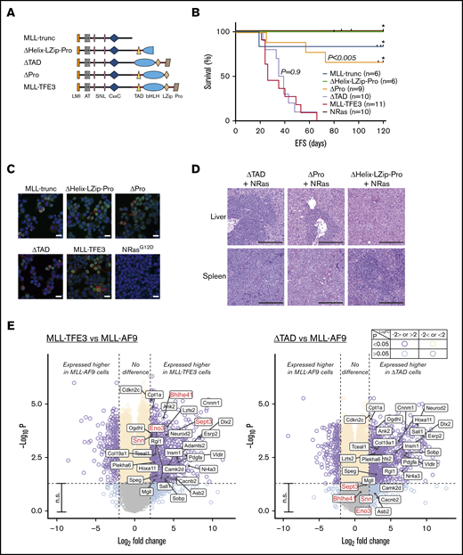 TFE3-dependent transcription does not contribute to leukemogenesis. (A) MLL-TFE3 mutant truncations used in this study: MLL-trunc, ΔHelix-LZip-Pro, ΔTAD, and ΔPro; as well as the full-length MLL-TFE3. (B) Kaplan-Meier curves of the syngeneic mouse model of the mutants and the full-length MLL-TFE3, all in the presence of NRasG12D. MLL-trunc (blue line; n = 6), ΔHelix-LZip-Pro mice (green line; n = 6), ΔPro (orange line; n = 9), ΔTAD (lavender line; n = 10), MLL-TFE3 (red line; n = 11), and NRasG12D only mutation as a control (brown line; n = 10). There is a significant difference in survival between ΔPro and MLL-TFE3 mice (P = .0002). There is no significant difference in survival between ΔTAD and MLL-TFE3 mice (P = .9). Tick on the line indicates nonleukemic deaths, while asterisk indicates the end of experimental cohort. Some cohorts were extended beyond 120 days, but there was no leukemic event observed. (C) Immunofluorescence showing 293T cells transfected with the cloned fusions. Cells transfected with NRasG12D was included as a staining control. Green, anti-MLL antibody + Alexa Fluor 488; red, DsRed expression; blue, 4′,6-diamidino-2-phenylindole (nucleus). Scale bars, 20 µm. (D) Representative hematoxylin and eosin staining of liver and spleen (original magnification ×10; scale bars, 200 µm) of the ΔTAD mouse, ΔPro mouse, and a nonleukemic ΔHelix-LZip-Pro mouse, all in the presence of NRasG12D cooperating mutation. Blasts can be seen in the spleen and liver of ΔTAD and ΔPro, but not in the nonleukemic ΔHelix-LZip-Pro. (E) Volcano plots showing differential expression analysis of MLL-TFE3 relative to MLL-AF9 (left panel) and ΔTAD relative to MLL-AF9 (right panel). E-box genes with significantly higher DE in MLL-TFE3 (log-fold change >2.0, P < .05) are shown with labels. This gene list is also shown on the volcano plot of differential expression analysis between ΔTAD and MLL-AF9. The majority of these genes also had significant higher expression in ΔTAD compared with MLL-AF9, with the exceptions labeled in red. Purple, higher or lower expressed genes in MLL-TFE3 cells, with high confidence (P < .05); aqua, higher or lower expressed genes in MLL-TFE3, with low confidence (P > .05); cream, similarly expressed genes, with high confidence; gray, similarly expressed genes, with low confidence; n.s., nonsignificant (genes with P < .05). The plot was generated using EnhancedVolcano package.