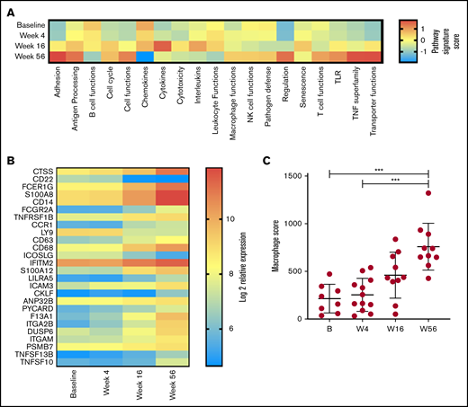 Changes in immune profile assessed using NanoString Immune Profiling Panel shows significant upregulation of myeloid genes and pathways. (A) Pathway signature scores determined using NanoString Advanced Analysis Module at baseline (B; n = 8), week 4 (W4; n = 12), week 16 (W16; n = 10), and week 56 (W56; n = 10). (B) Expression of genes at all time points analyzed that showed a statistically significant (P < .05) change in expression between B and W56 listed from most to least significant. (C) Macrophage cell score determined using NanoString Advanced Analysis Module at B (n = 8), W4 (n = 12), W16 (n = 10), and W56 (n = 10). P values from a Kruskal-Wallis test with Dunn’s multiple comparisons. ***P < .001.