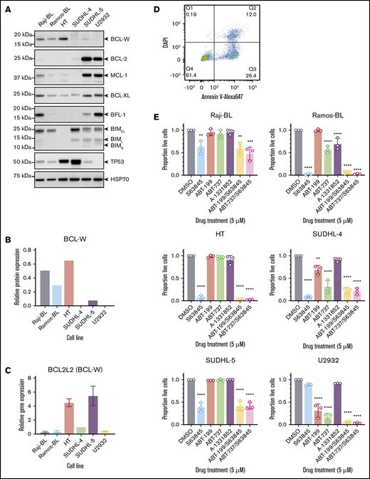 Characterization of select BL- and DLBCL-derived cell lines. (A) Western blotting for prosurvival proteins, proapoptotic BIM, and TP53 in human B-cell lymphoma lines. Probing for HSP70 was used as a loading control. Note that high TP53 protein levels in unstressed cells are indicative of tumor-driving mutations in the TP53 gene. (B) Quantification of BCL-W protein expression from representative western blotting experiments, normalized to the loading control, HSP70. (C) BCL-W gene expression measured by qRT-PCR. Data were normalized to HMBS housekeeping gene expression. (D) Flow cytometry gating strategy to determine cell viability. Live cells were Annexin V and DAPI double-negative. (E) Sensitivity profile of each cell line to 5 μM BH3-mimetic drugs: S63845 (MCL-1 inhibitor), ABT-199 (BCL-2 inhibitor), ABT-737 (BCL-2, BCL-XL, BCL-W inhibitor), and A-1331852 (BCL-XL inhibitor). Cell viability was measured as in panel D, and normalized to a DMSO-treated control sample. Error bars represent the SD for 3 independent experiments. Significance is indicated for comparisons to DMSO-treated control cells (1-way analysis of variance with Dunnett’s post hoc test, *P < .05, **P < .01, ***P < .001, ****P < .0001).