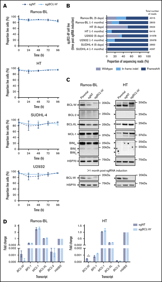 CRISPR/CAS9-mediated loss of BCL-W does not effect the survival of select BL and DLBCL cell lines. (A) Cell viability following doxycycline induction of nontargeting (sgNT) or BCL-W–targeting (sgBCL-W) sgRNAs over 96 hours. Cell viability was measured by the proportion of cells that were Annexin V and DAPI double negative by flow cytometry. Error bars represent the SD for 3 independent experiments. (B) Sequencing results for cell lines 5 days and >1 month postinduction of BCL-W sgRNA. Bars show the proportions of reads which were wild type, in frame indels, or frameshift in the BCL-W gene. The number of reads for each cell line is indicated. (C) Western blotting for prosurvival BCL-2 family members and proapoptotic BIM in sgBCL-W and control (sgNT) Ramos-BL and HT cells at 5 days and >1 month post-sgRNA induction. Probing for HSP70 was used as a loading control. (D) BCL-2 family gene expression in sgBCL-W and sgNT control Ramos-BL and HT cells as determined by qRT-PCR analysis. Data are normalized to HMBS housekeeping gene expression levels and shown relative to HMBS levels. Error bars represent the SD of 2 independent experiments. Significance is indicated (Student t test, *P < .05).