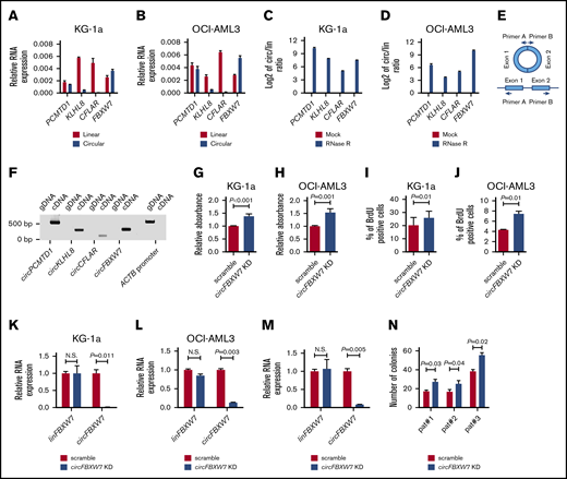 Functional significance of circRNA expression in AML. (A-B) Relative expression of linPCMTD1, circPCMTD1, linKLHL8, circKLHL8, linCFLAR, circCFLAR, linFBXW7, and circFBXW7 in KG-1a (A) and OCI-AML3 (B) cells. (C-D) Circular-to-linear (circ/lin) ratio of the PCMTD1, KLHL8, CFLAR, and FBXW7 transcripts in mock vs RNase R–treated samples of KG1a (C) and OCI-AML3 (D) cells. The log2 value of the circ/lin ratio is depicted in the figures. (E) Schematic description of the PCR experiments with divergent primers. The reverse primer (primer A) binds to the 5′ end of exon 1 and the forward primer (primer B) binds to the 3′ end of exon 2. With this design, amplicons can be generated after hybridization of the primers on circular RNA transcripts but not on genomic DNA. (F) circPCMTD1, circKLHL8, circCFLAR, and circFBXW7 PCR results using complementary DNA and genomic DNA of KG-1a cells. The integrity of the DNA was tested with primers specific for the ACTB DNA promoter region. (G-H) Proliferation analyses of scramble vs circFBXW7 KD-treated KG-1a (G) and OCI-AML3 (H) cells, as measured by a colorimetric assay, based on degradation of the WST1 reagent. (I-J) Proliferation analyses of scramble vs circFBXW7 KD-treated KG-1a (I) and OCI-AML3 (J) cells, based on BrdU incorporation. (K-M) Relative RNA expression of linFBXW7 and circFBXW7 in scramble vs circFBXW7 KD-treated KG-1a cells (K), OCI-AML3 cells (L), and AML patient blasts (M). (M) Samples of 1 patient are depicted as an example. (N) Colony-forming unit assays in methylcellulose-based media with scramble vs circFBXW7 KD-treated AML patient blasts of 3 different patients. N.S., not significant.