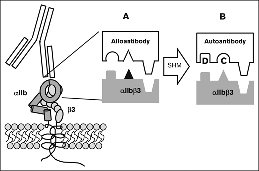 Proposed mechanism for conversion of an alloantibody to an autoantibody during somatic hypermutation in an evolving humoral immune response. Blocks depict the antibody-antigen interface. (A; ▲) The polymorphic amino acid that determines an alloantigen and initially induces an alloantibody that recognizes this and adjacent nonpolymorphic residues. (B) By chance, somatic hypermutation (SHM) creates additional mutations (C and D) in the antibody CDR. Mutation C abolishes affinity for the amino acid that determines the alloantigen and mutation D enhances affinity for an adjacent nonpolymorphic amino acid. The resulting autoantibody binds to the same region on the counterpart autologous protein with sufficient affinity to lead to platelet destruction.