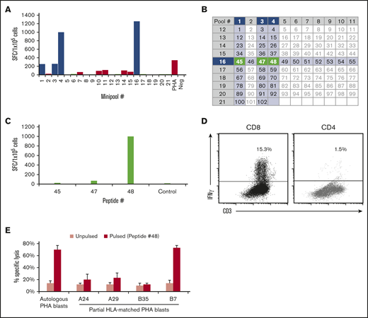 Identification of immunogenic CCNA1 epitopes and HLA-restriction profiling studies. (A) Donor 2’s cell line was tested against each of the 21 minipools by IFN-γ ELISpot (SFC/1 × 105). (B) Arrangement of peptides into minipools; donor 2’s reactive minipools (intersecting at peptides 45, 47, and 48) are shaded. Individual testing of these peptides identified peptide 48 as the stimulatory epitope (C), which was then confirmed by IFN-γ ICS (D). (E) Donor 2’s cell line lysed peptide-pulsed autologous and allogeneic targets matched at HLA-B7 but not at other alleles in a 4-hour Cr51 cytotoxicity assay, thus determining that peptide 48 is presented in context of HLA-B7. Results are presented as percent specific lysis, E:T 40:1.