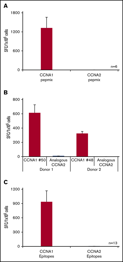 CCNA1-specific T cells do not cross-reactively recognize CCNA2. (A) IFN-γ ELISpot results of 6 CCNA1-directed T cell lines following exposure to either CCNA1 or CCNA2 pepmix. (B) Two representative cell lines following exposure to either CCNA1 epitopes or analogous peptides from CCNA2. (C) Summary data (n = 13).