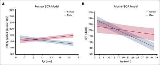 Trajectory of GFR by sex in pediatric and murine SCA. Trajectory of eGFR (human) (A) and GFR (murine) (B) changes over time in sickle cell anemia by sex.