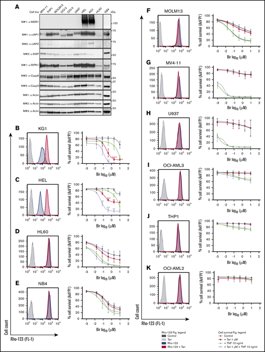 MDR1 and TNF are biomarkers of birinapant response in human leukemic cell lines. (A) Whole-cell lysates from human leukemic cell lines were probed with the indicated antibodies, with actin used as the loading control. M# indicates the different membranes. MDR1 activity in KG1 (n = 4) (B), HEL (n = 3) (C), HL60 (n = 5) (D), NB4 (n = 4) (E), MOLM13 (n = 4) (F), MV4-11 (n = 3) (G), U937 (n = 2; error bars SD) (H), OCI-AML3 (n = 3) (I), THP1 (n = 3) (J), and OCI-AML2 (n = 2; error bars SD) (K) cells were investigated by Rho-123–retention assay, and cell viability was measured by flow cytometry analysis of PI and AxV exclusion after the cells were treated with Bir (0.016, 0.08, 0.4, 2, and 10 μM), with or without Tari (1 μM) and TNF (10 ng/mL), for 48 hours. Data are the mean ± SEM throughout, unless otherwise stated. P values were obtained by comparison of Bir alone and Bir/Tari treatment (red) or Bir/TNF and Bir/TNF/Tari treatment (purple) at the indicated concentrations and were determined by multiple t tests using the Holm-Sidak method. *P < .05; **P < .01; ***P < .001.