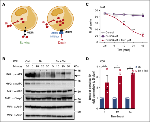 MDR1 inhibition increases the intracellular concentration of birinapant in MDR1HAML. (A) The proposed mechanism of action of SM/MDR1i combination therapy in MDR1H cells. Bir was pumped out of cells by MDR1, and inhibition of MDR1 pumps increased the intracellular levels of birinapant. (B) KG1 AML cells were treated for the indicated times with Bir (500 nM), with or without the MDR1i Tari (1 μM). Whole-cell lysates were probed with the indicated antibodies, with actin used as the loading control. M# indicates the different membranes. (C) KG1 AML cells were treated for up to 48 hours with Bir (500 nM), with or without Tari (1 μM; n = 4). Cell survival was measured by flow cytometry analysis of PI exclusion. (D) Intracellular levels of birinapant in KG1 AML cells treated with Bir (500 nM), with or without Tari (1 μM), were quantified using MS and deuterium-labeled birinapant as a standard (n = 3 independent experiments). Data are the means ± SEM throughout. P values were obtained by comparison of Bir alone and Bir/Tari treatment at the indicated time points. *P < .05; **P < .01; ***P < .001; ****P < .0001.