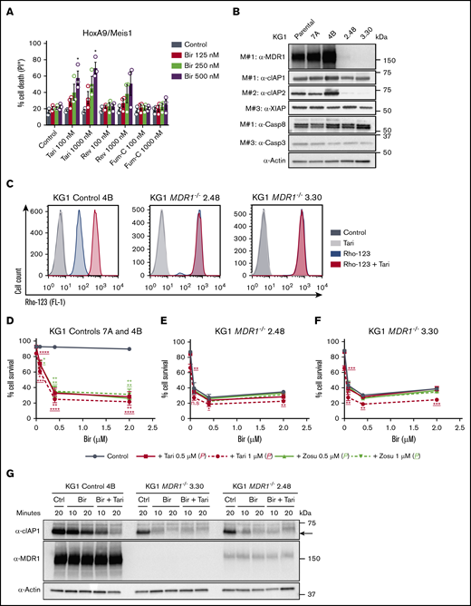 Specific targeting of MDR1 sensitizes AML cells to SM-induced killing. (A) HoxA9/Meis1 AML cells were treated with Bir (125, 250, and 500 nM), with or without Tari or the ABC transporter inhibitor Fum-C (inhibits BCRP/ABCG2) or reversan (Rev; inhibits MRP1/ABCC1 and MDR1; 100 and 1000 nM), for 24 hours (n = 3). P values were obtained by comparison of Bir alone and in combination with MDR1 or other ABC transporter inhibitors. (B) Whole-cell lysates from KG1 parental, controls 7A and 4B, and MDR1−/− 2.48 and 3.30 cell pools were probed with the indicated antibodies. (C) Rho-123–retention assay in KG1 control 4B and MDR1−/− 2.48 and 3.30 AML cells pretreated with Rho-123 (250 nM), with or without Tari (1 μM).Rho-123 fluorescence was determined by flow cytometry. KG1 controls 7A and 4B (n = 4-6) (D), MDR1−/− 2.48 (n = 2-3; error bars, SD) (E), and MDR1−/− 3.30 (n = 2-3; error bars, SD) (F) AML cells were treated with Bir (0.08, 0.4, and 2 μM), with or without Tari or Zosu (0.5 and 1 μM), for 48 hours. P values were obtained by comparison of Bir alone (blue) and in combination with Tari (red) or Zosu (green) at the indicated concentrations. Underscored P values correspond to 1 μM MDR1i. (G) KG1 control 4B and MDR1−/− 3.30 and 2.48 AML cells were treated with Bir (500 nM), with or without Tari (1 μM), for 10 and 20 minutes. Whole-cell lysates from these samples were probed with the indicated antibodies. Data are the mean ± SEM throughout, unless otherwise stated. Cell survival was measured by flow cytometry analysis of PI exclusion. Actin was used as the loading control. M# indicates individual membranes. *P < .05; **P < .01; ***P < .001; ****P < .0001.