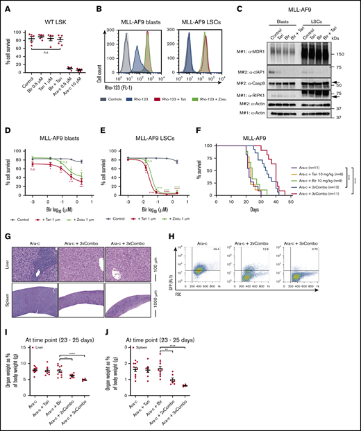 The birinapant/MDR1i combination is well tolerated, efficiently kills murine LSCs, and prolongs survival in murine AML models. (A) LSK HSPCs from wild-type (WT) C57BL/6 mice were treated with Bir (0.5 μM), with or without Tari (1 μM) or Ara-c (0.5 and 10 μM), for 48 hours (n = 3-5; 3 independent experiments). (B) MLL-AF9 blasts and LSCs were pretreated with Rho-123 (250 nM), with or without Tari (1 μM). Rho-123 fluorescence determined by flow cytometry.Histograms with different shades of gray represent control cells untreated (dark) and treated (light) with MDR1i in the absence of Rho-123. (C) MLL-AF9 blasts and LSCs were treated with Bir (500 nM), with or without Tari (1 μM), for 10 minutes. Whole-cell lysates were probed with the indicated antibodies, with actin used as the loading control. M# indicates individual membranes. MLL-AF9 AML blasts (D) and LSCs (E) were treated with Bir (0.001, 0.016, 0.08, 0.4, and 2 μM), with or without Tari or Zosu (1 μM), for 24 hours (n = 4-7). P values were obtained by comparison of Bir alone with Bir/Tari (red) or Bir/Zosu (green) treatment at the indicated time points. (F) C57BL/6 mice receiving MDR1H MLL-AF9-GFP AML cell transplants were treated with Ara-c (50 mg/kg) for 5 consecutive days, followed by either Bir single-agent treatment (10 mg/kg) or Bir/tTari (10 mg/kg) combination therapy, given 2 or 3 times a week (Ara-c+2×Combo and Ara-c+3×Combo, respectively; n = 9-13; 4 independent experiments). P values were obtained by comparison of Ara-c single-agent treatment and Bir/ Tari treatments and determined by log-rank (Mantel-Cox) test. Histology of spleens and livers (G) and percentages of GFP+ cells in the bone marrow (H) of mice. The weights of livers (I) and spleens (J) as a percentage of body weight (n = 6-11) were also determined. Cell survival was measured by flow cytometry analysis of PI exclusion. P values were obtained by comparison of Ara-c+Bir and Ara-c+2×Combo or Ara-c+3×Combo. Data are the mean ± SEM throughout. *P < .05; **P < .01; ***P < .001; ****P < .0001. FSC, forward scatter.