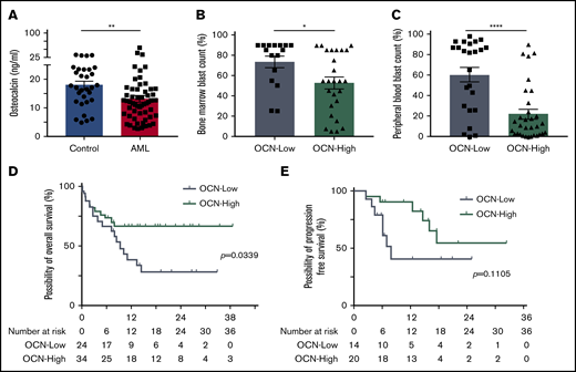 Deficient bone metabolism predicts clinical outcome. (A) Osteocalcin (OCN) levels measured in the peripheral blood of controls (n = 31) and AML patients (n = 58). Data are shown as mean ± SEM. **P < .01 (determined by Mann-Whitney U test). (B) Bone marrow blast infiltration in patients with osteocalcin level ≤11 ng/mL (OCN-Low, n = 16) and osteocalcin levels >11 ng/mL (OCN-High, n = 26). Data are shown as mean ± SEM. *P < .05 (determined by Mann-Whitney U test). (C) Peripheral blood blast percentage in patients with OCN-Low (n = 24) and OCN-High (n = 32). Data are shown as mean ± SEM. ****P < .0001 (determined by Mann-Whitney U test). (D) Overall survival of OCN-Low (n = 24) and OCN-High (n = 34). *P = .0339 (determined by log-rank test). (E) Relapse-free survival of AML patients receiving curative-intent treatment with OCN-Low (n = 14) and OCN-High (n = 20). P = .1105 (determined by log-rank test).