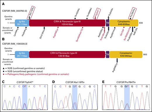 Germ line status of identified CSF3R variants. Protein schematics of CSF3R NM_000760.3 (A) and NM_156039.3 transcripts (B) showing the locations of known protein domains and 19 unique pathogenic variants, likely pathogenic variants, or variants of uncertain significance (VUSs) identified among 84 patients with CSF3R variants found on OncoPlus testing. Variants selected for further study of oncogenic potential are boxed in red. Transcript NM_156039.3 contains an additional 27 amino acid residues in the cytoplasmic domain that the primary transcript, NM_000760.3, lacks and includes the p.Arg698Cys variant. Sanger sequencing of genomic DNA extracted from cultured mesenchymal stromal cells confirmed the germ line origin of the CSF3R p.Trp547* variant in a patient with therapy-related MDS (C), the p.Ala119Thr variant in a patient with multiple myeloma (D), and the p.Pro784Thr variant in a patient with multiple myeloma (E). CRH, cytokine receptor homology; Ig, immunoglobulin; TM, transmembrane.